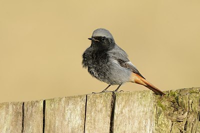 BUITEN BEELD Foto: 162528