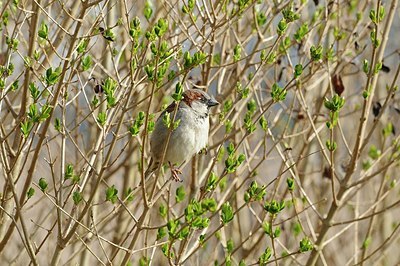 BUITEN BEELD Foto: 162533