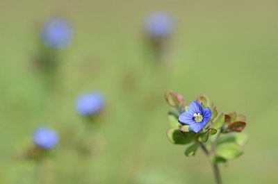 BUITEN BEELD Foto: 162539