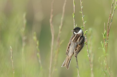 BUITEN BEELD Foto: 162541