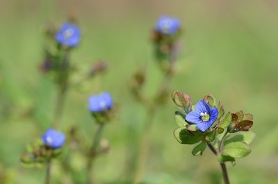 BUITEN BEELD Foto: 162542