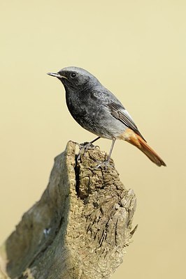 BUITEN BEELD Foto: 162545