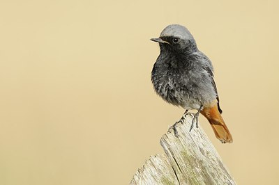 BUITEN BEELD Foto: 162553