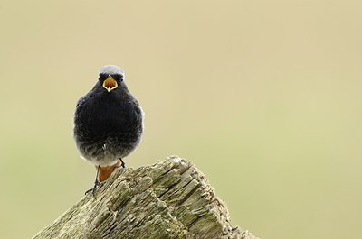 BUITEN BEELD Foto: 162561