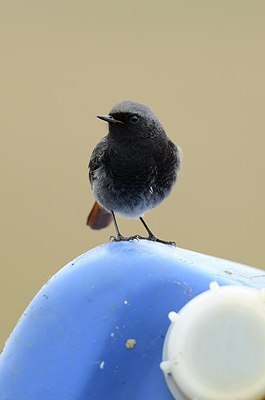 BUITEN BEELD Foto: 162563
