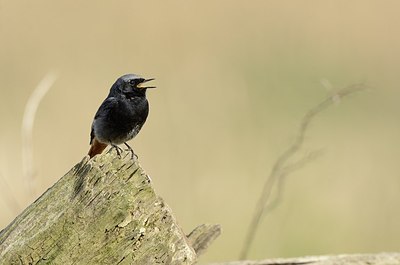BUITEN BEELD Foto: 162567