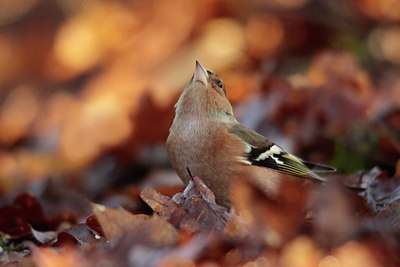 BUITEN BEELD Foto: 162568