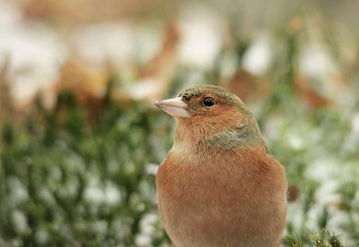 BUITEN BEELD Foto: 162569