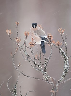 BUITEN BEELD Foto: 162593