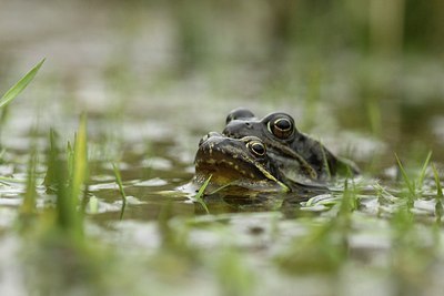 BUITEN BEELD Foto: 162632