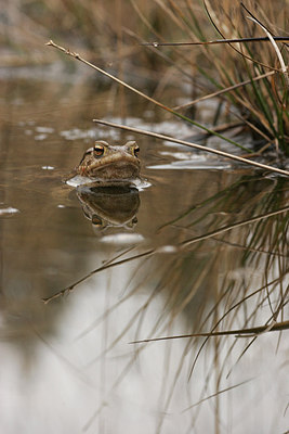 BUITEN BEELD Foto: 162633