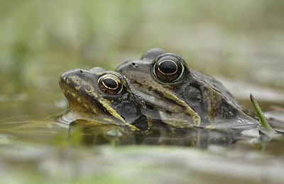 BUITEN BEELD Foto: 162644
