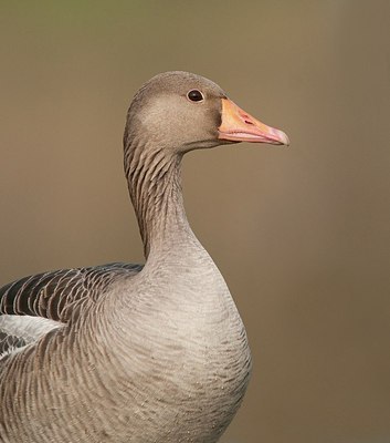 BUITEN BEELD Foto: 162652