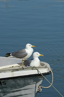 BUITEN BEELD Foto: 162655