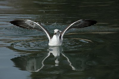 BUITEN BEELD Foto: 162659
