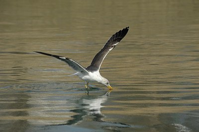 BUITEN BEELD Foto: 162661
