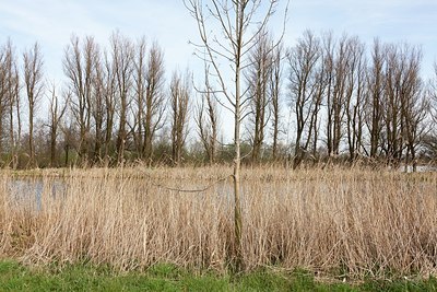 BUITEN BEELD Foto: 162670