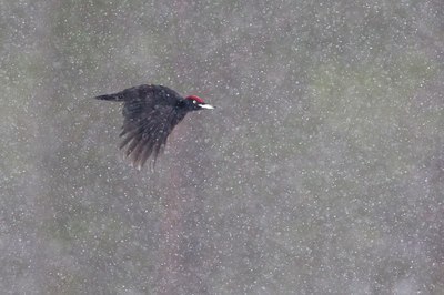 BUITEN BEELD Foto: 162690