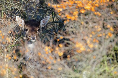 BUITEN BEELD Foto: 162735