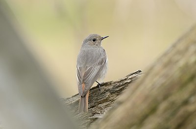 BUITEN BEELD Foto: 162751