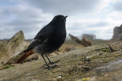 BUITEN BEELD Foto: 162759