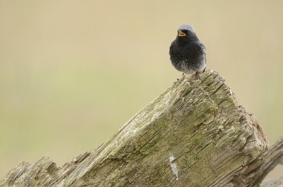 BUITEN BEELD Foto: 162760