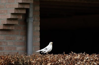 BUITEN BEELD Foto: 162764