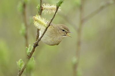 BUITEN BEELD Foto: 162767