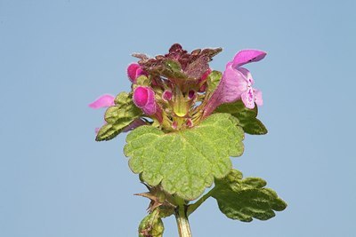 BUITEN BEELD Foto: 162768