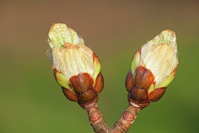 BUITEN BEELD Foto: 162781