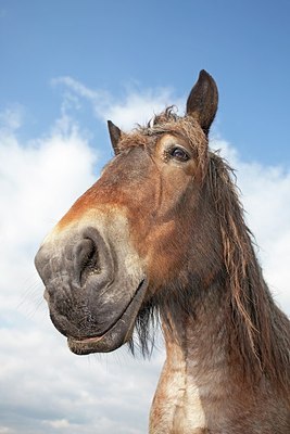 BUITEN BEELD Foto: 162784