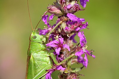 BUITEN BEELD Foto: 162786