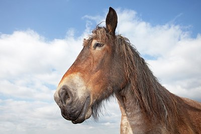 BUITEN BEELD Foto: 162794
