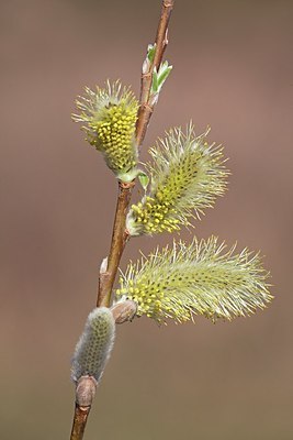 BUITEN BEELD Foto: 162833