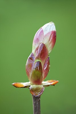 BUITEN BEELD Foto: 162843