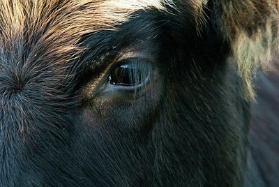 BUITEN BEELD Foto: 162864