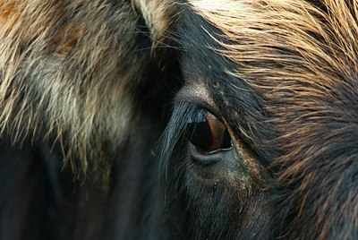BUITEN BEELD Foto: 162865