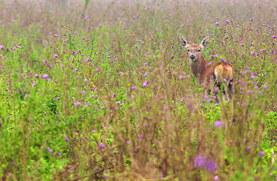 BUITEN BEELD Foto: 162867