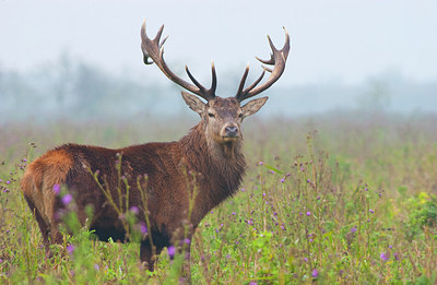 BUITEN BEELD Foto: 162868