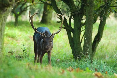 BUITEN BEELD Foto: 162869