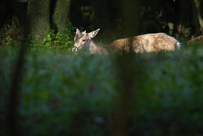 BUITEN BEELD Foto: 162870