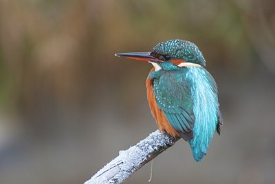 BUITEN BEELD Foto: 162877