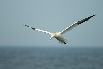 BUITEN BEELD Foto: 162886