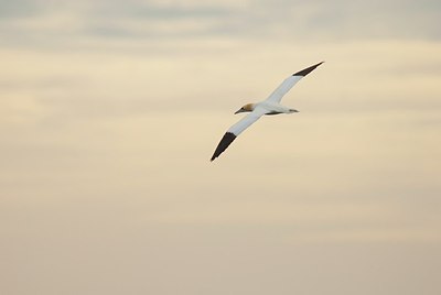 BUITEN BEELD Foto: 162890