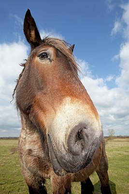 BUITEN BEELD Foto: 162895