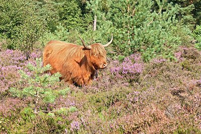 BUITEN BEELD Foto: 162898