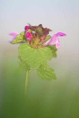 BUITEN BEELD Foto: 162909