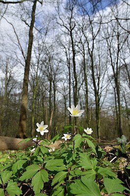 BUITEN BEELD Foto: 162931