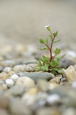 BUITEN BEELD Foto: 162932