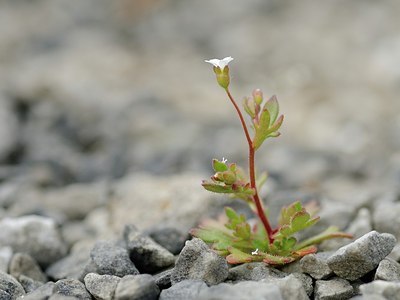BUITEN BEELD Foto: 162936